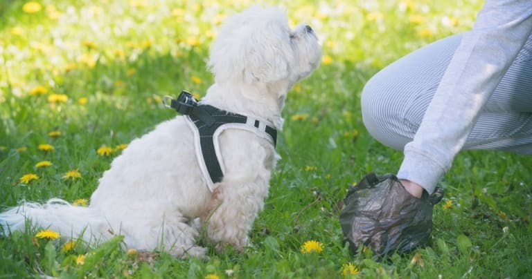 compostable poop bags are more environmentally friendly