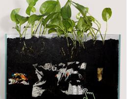 торбичките за компостиране насърчават растежа на растенията след разлагане