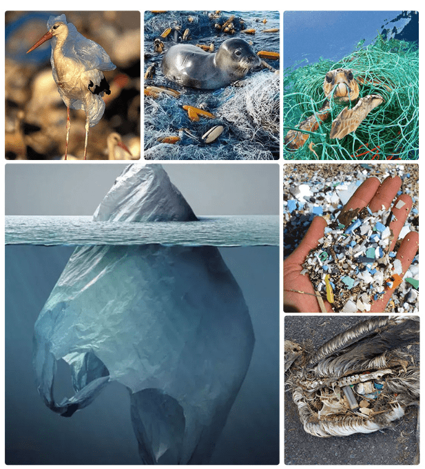 pungile de plastic aduc poluare planetei