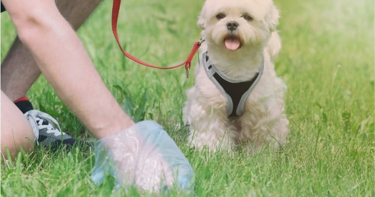 компостируема торбичка за кучешки изпражнения за почистване на отпадъци от кучешки изпражнения